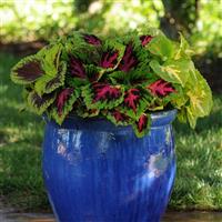 Kong Jr.™ Rose Coleus, Premium Shade