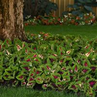 Kong Jr.™ Rose Coleus, Premium Shade