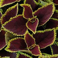 Kong Jr.™ Scarlet Coleus, Premium Shade
