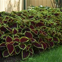 Kong Jr.™ Scarlet Coleus, Premium Shade