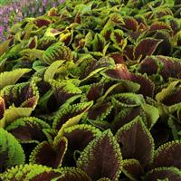 Kong Jr.™ Scarlet Coleus, Premium Shade