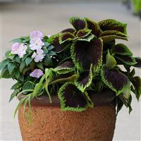 Kong Jr.™ Scarlet Coleus, Premium Shade