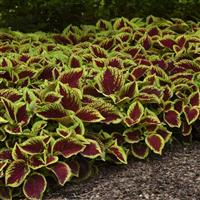 Kong Jr.™ Scarlet Coleus, Premium Shade
