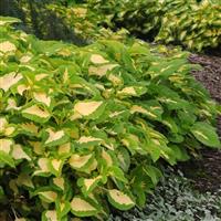 Kong Jr.™ Green Halo Coleus, Premium Shade