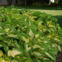 Kong Jr.™ Green Halo Coleus, Premium Shade