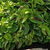 Kong Jr.™ Lime Vein Coleus, Premium Shade