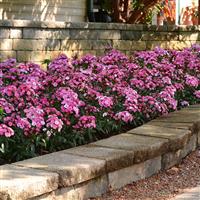 Jolt™ Pink Magic Interspecific Dianthus