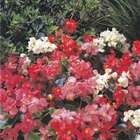 Maestro Plus Mix Begonia