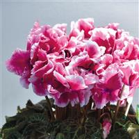 Abanico<sup>®</sup> Select Metis Rose Cyclamen