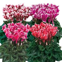 Latinia<sup>®</sup> Select Fantasia Mix Cyclamen
