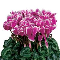 Latinia<sup>®</sup> Select Fantasia Purple Cyclamen