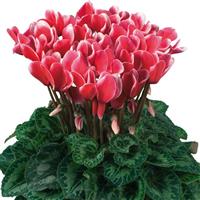 Latinia<sup>®</sup> Select Fantasia Red Cyclamen