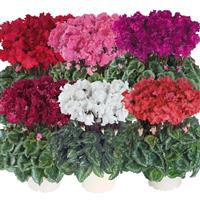 Latinia<sup>®</sup> Select Crispino Mix Cyclamen