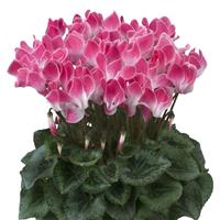 Latinia<sup>®</sup> Select Funflame Magenta Cyclamen