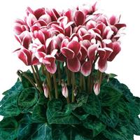 Latinia<sup>®</sup> Select Fantasia Deep Magenta Cyclamen