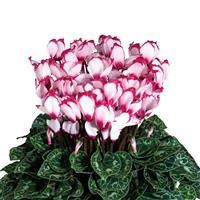 Latinia<sup>®</sup> Select Victoria 50 Rose Eye Cyclamen