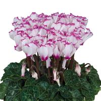 Smartiz<sup>®</sup> Select Victoria Cyclamen