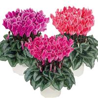 Smartiz<sup>®</sup> Select Bisous Mix Cyclamen