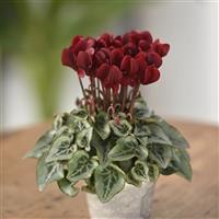 Smartiz<sup>®</sup> Select Deep Magenta Tuxedo Cyclamen