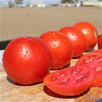 Champion III Tomato