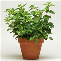 Oregano SimplyHerbs™