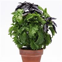 Try Basil SimplyHerbs™
