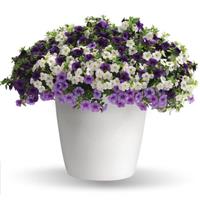 Purple with a Purpose Trixi®