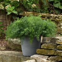 FuzzyFern™ Frizz Asparagus