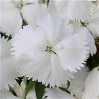 Coronet™ White Dianthus