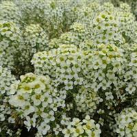 Sweetie Lemon Yellow Alyssum
