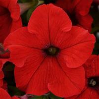 Ez Rider<sup>®</sup> Red Petunia