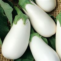 White Star Eggplant