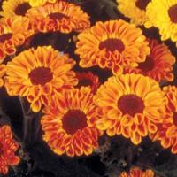 Vyking Orange Pot Mum