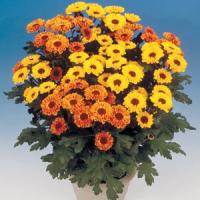 Vyking Orange Pot Mum