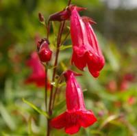 Penstemon Ruby