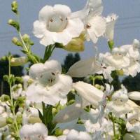 Penstemon Snowstorm