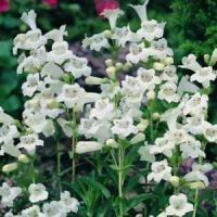 Penstemon Snowstorm