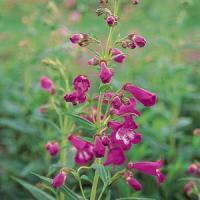 Penstemon Cathedral Rose
