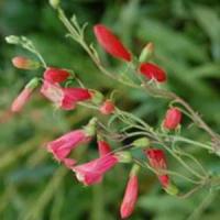 Penstemon barbatus Coccineus