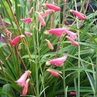 Penstemon barbatus Coccineus
