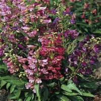Penstemon barbatus Cambridge Mix