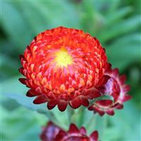 Monstrosum Fireball Helichrysum