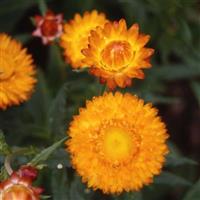Monstrosum Golden Yellow Helichrysum