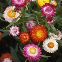 Monstrosum Tall Mix Helichrysum
