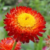 Monstrosum Copper Red Helichrysum