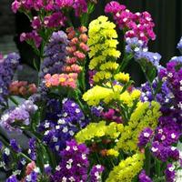 Seeker Mix Limonium