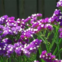 Seeker Purple Limonium