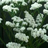 Seeker White Limonium