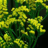 Seeker Yellow Limonium