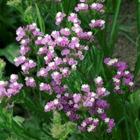 Seeker Rose Shades Limonium